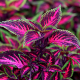 Coleus