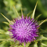 Milk Thistle