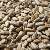 Sunflower Seed